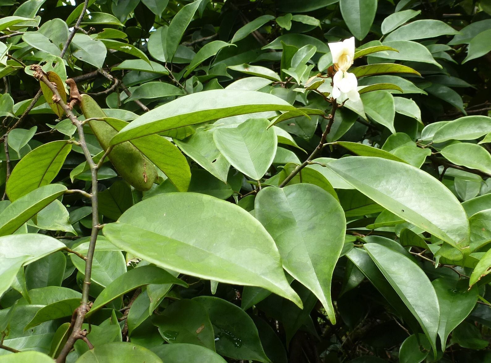 Baphia spathacea flower