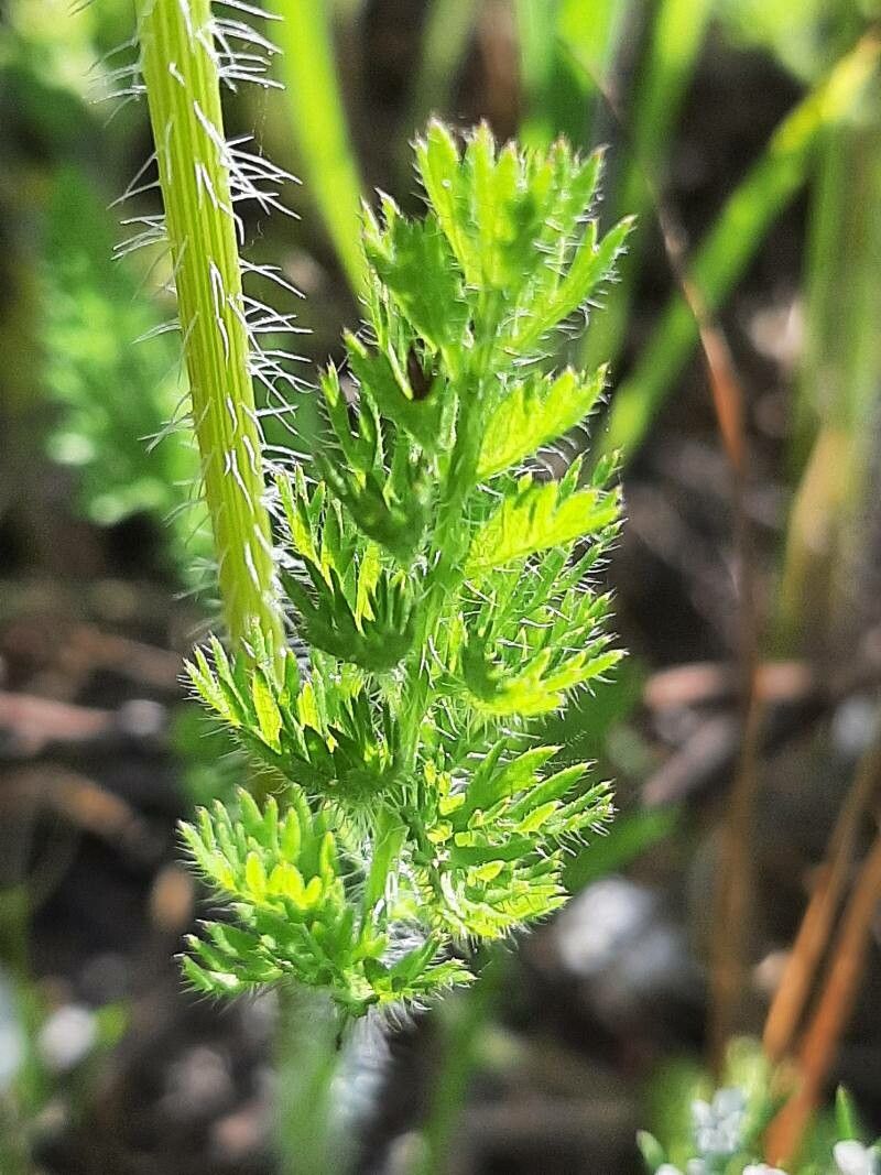 Daucus muricatus — search result for 'Daucus'