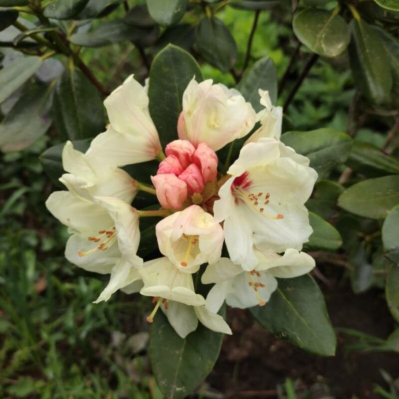 Rhododendron aureum flower