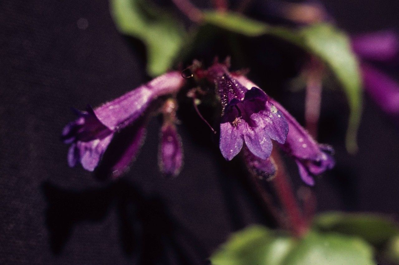 Penstemon wilcoxii — search result for 'Penstemon'