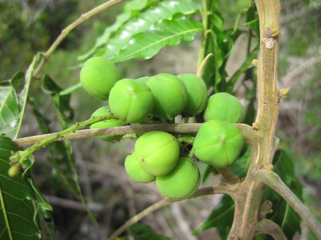 Elattostachys incisa fruit