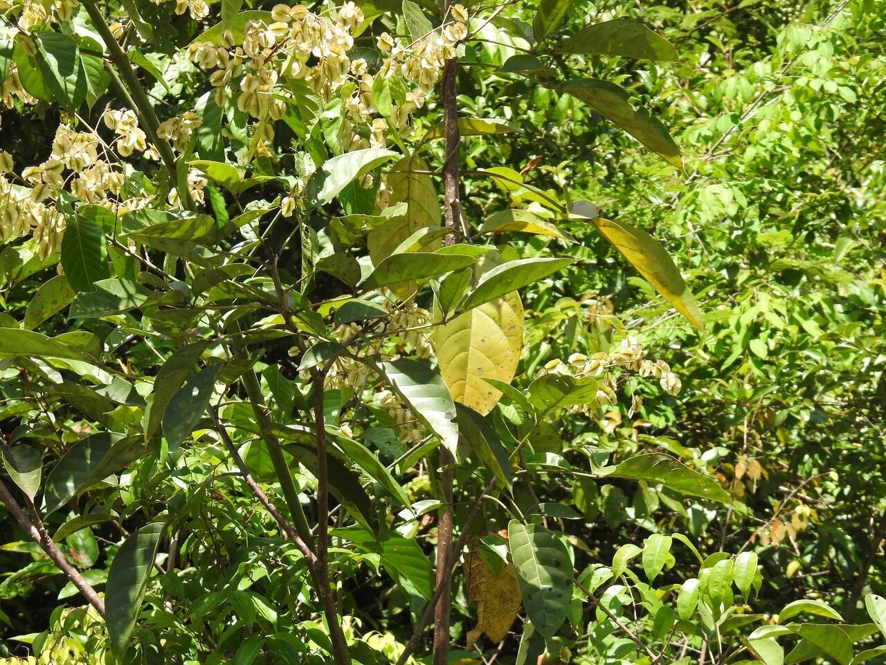 Combretum laxum leaf