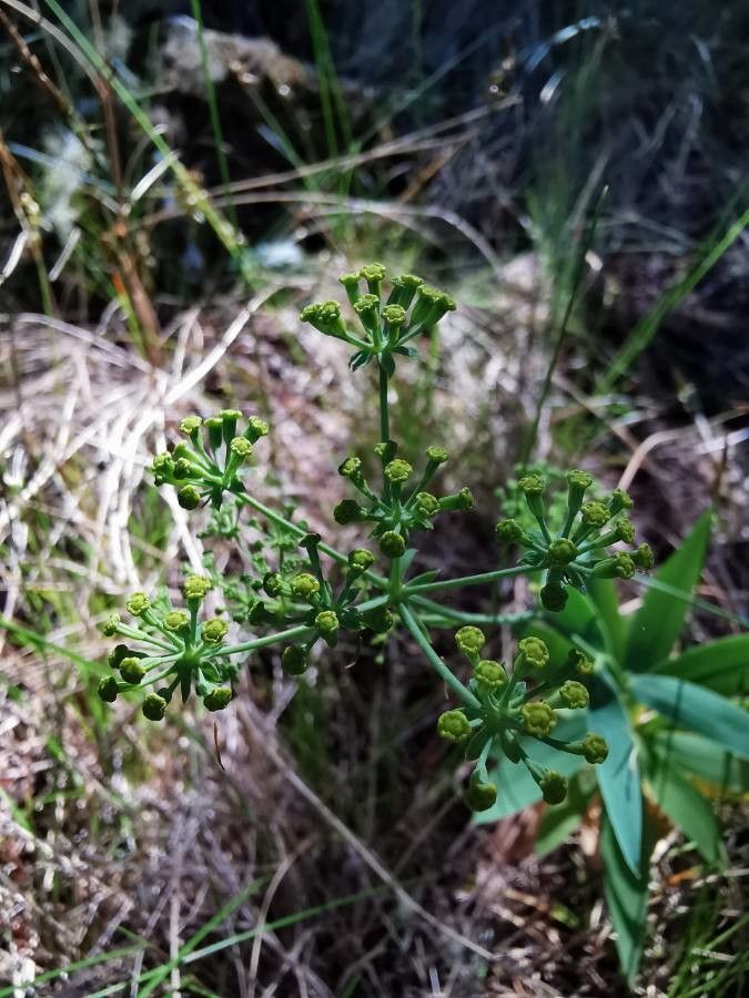 Bupleurum salicifolium flower