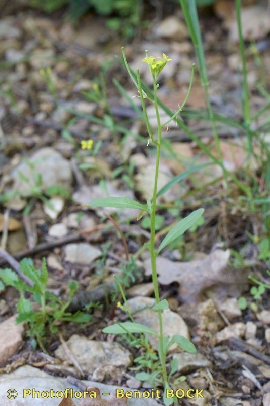 Erysimum incanum habit