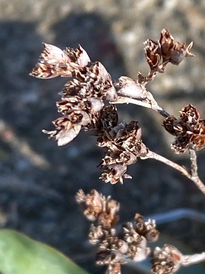 Limonium narbonense fruit