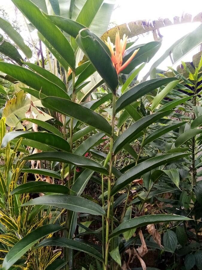 Heliconia longiflora — search result for 'Heliconia'