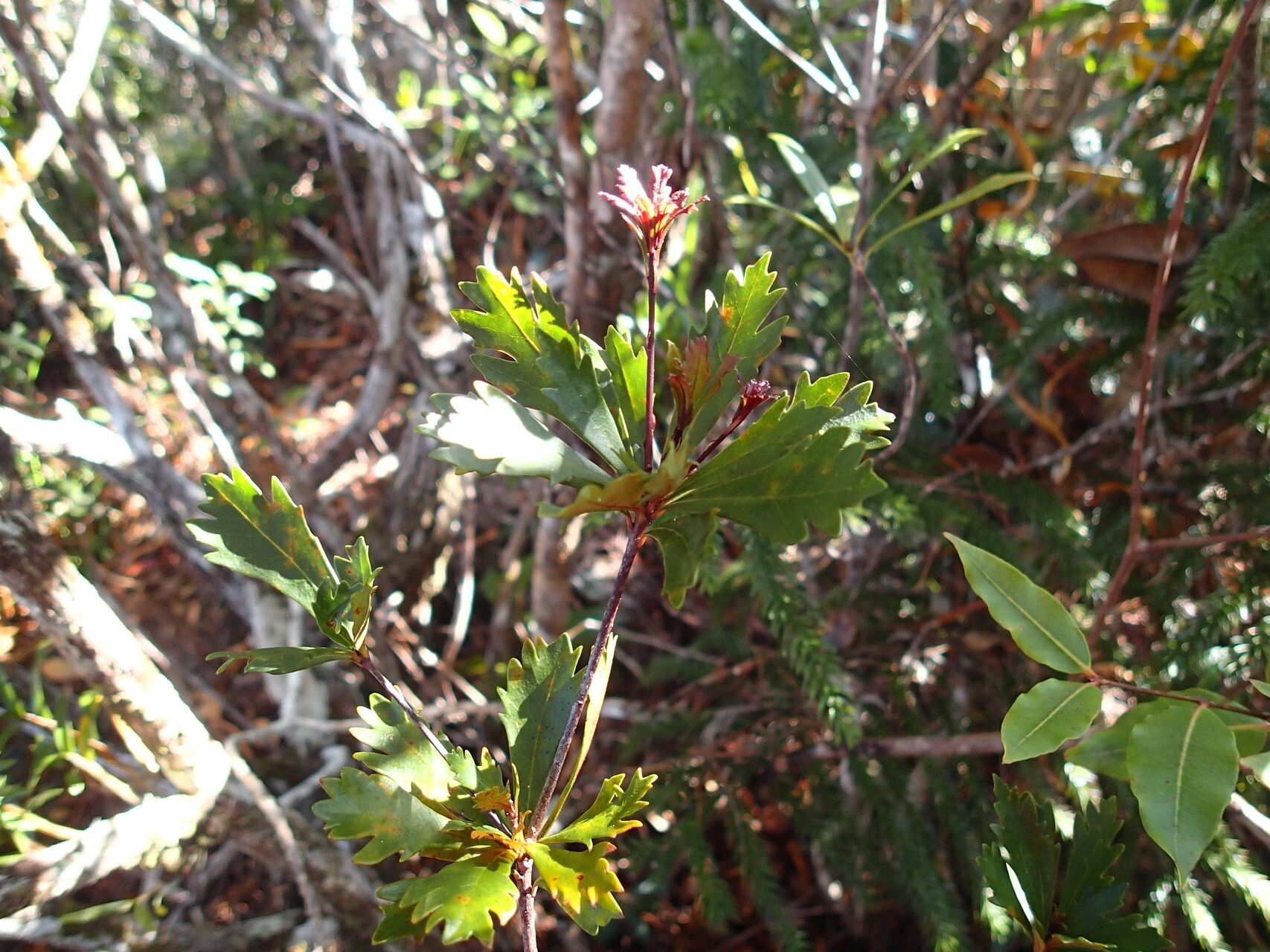Pittosporum dzumacense habit
