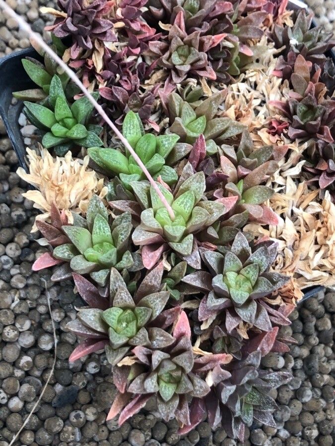 Haworthia reticulata — search result for 'Haworthia'