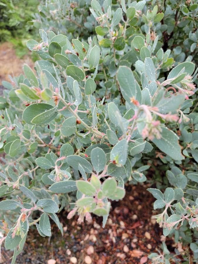 Arctostaphylos canescens leaf