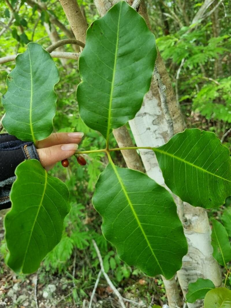 Protium copal — houseplant care guide