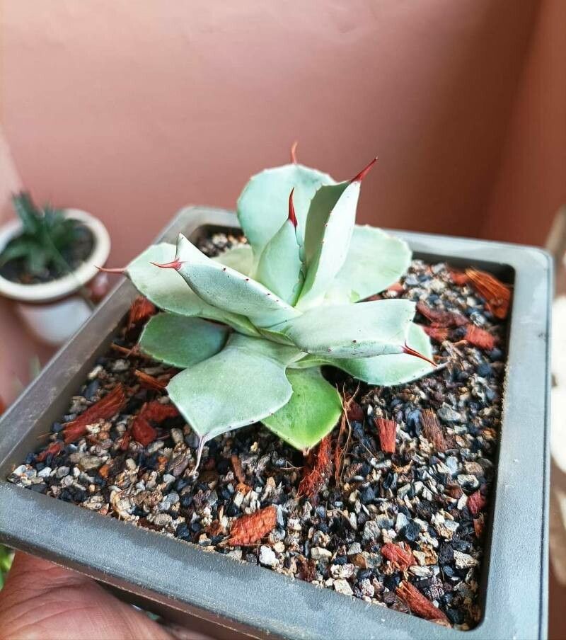 Agave isthmensis — houseplant care guide