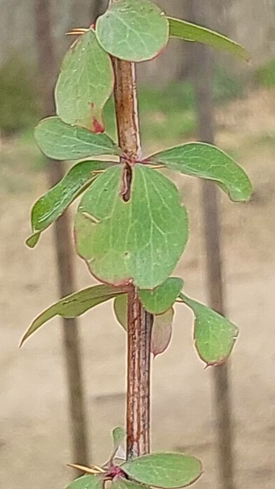 Berberis dictyophylla leaf