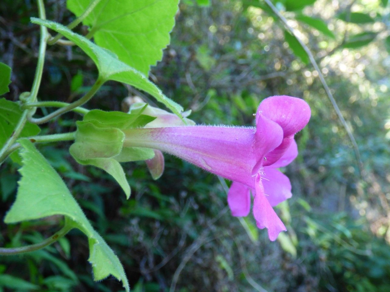Lophospermum erubescens flower