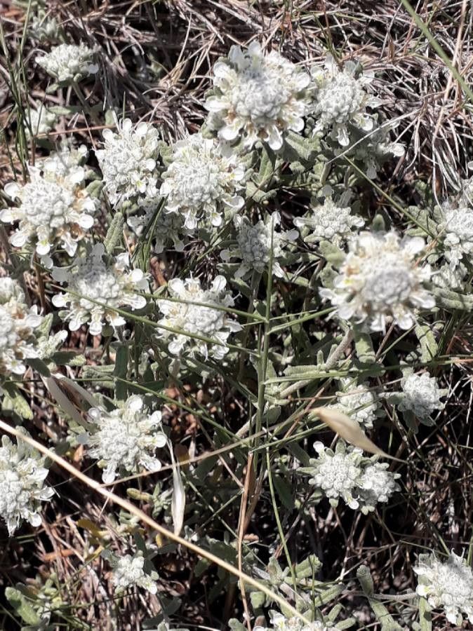 Teucrium polium flower