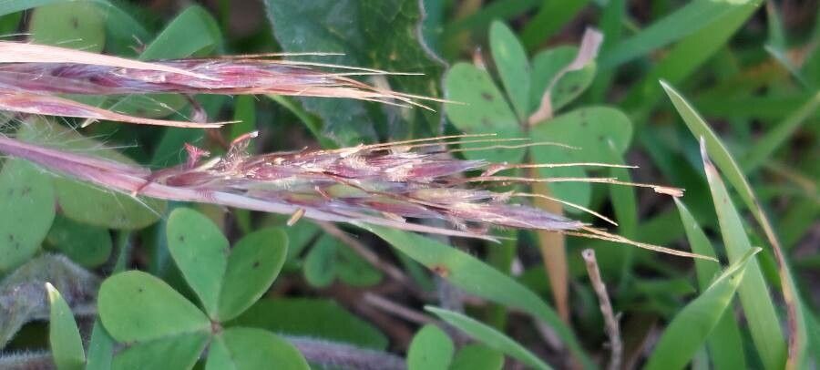 Hyparrhenia hirta flower
