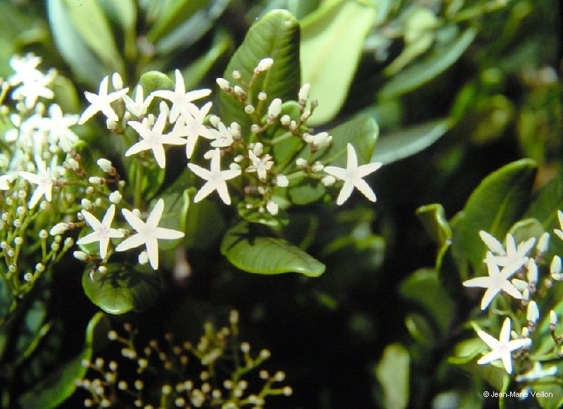 Alstonia coriacea flower