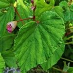Begonia grandis