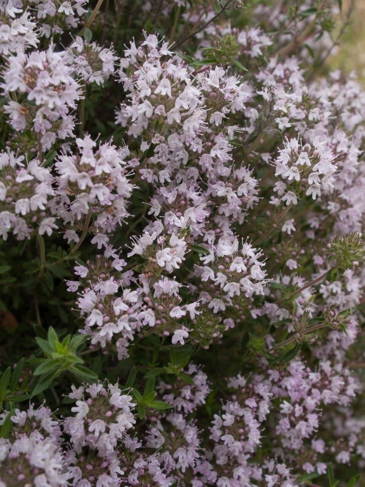 Thymus teucrioides habit
