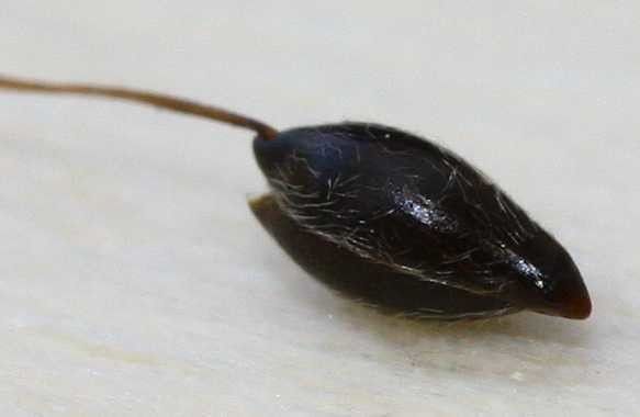 Achnatherum virescens other