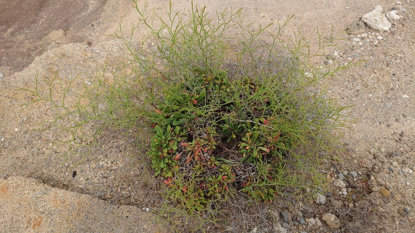 Limonium pontium habit
