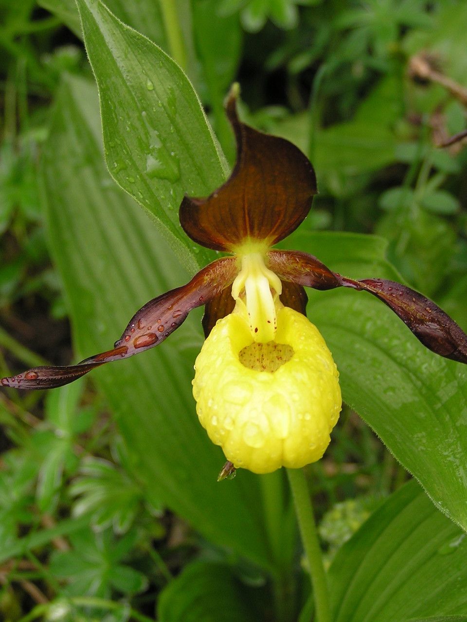 Cypripedium calceolus flower