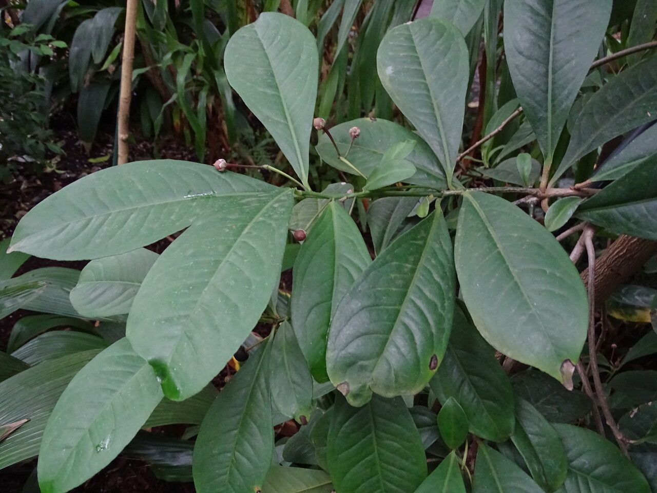 Ardisia humilis — search result for 'Primulaceae'