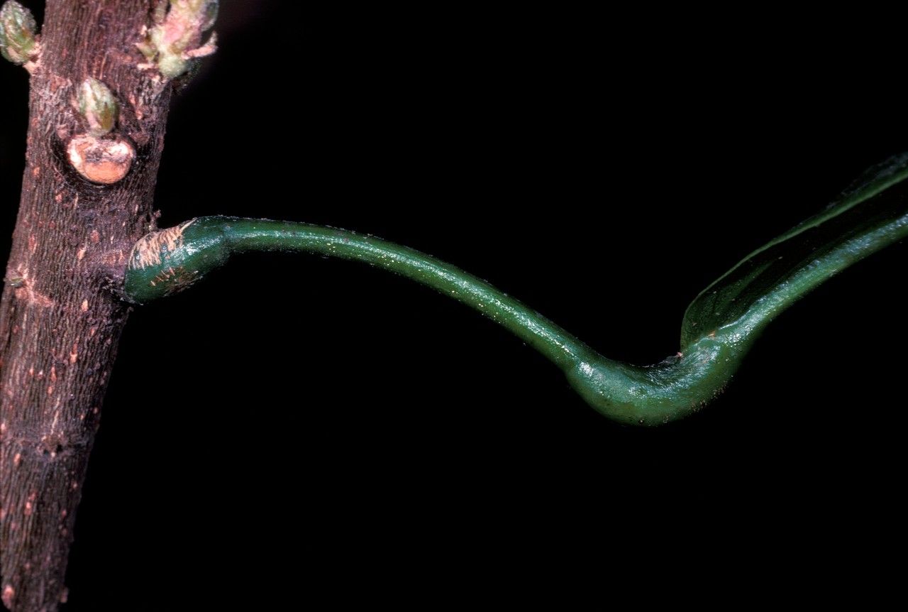 Sterculia balanghas leaf