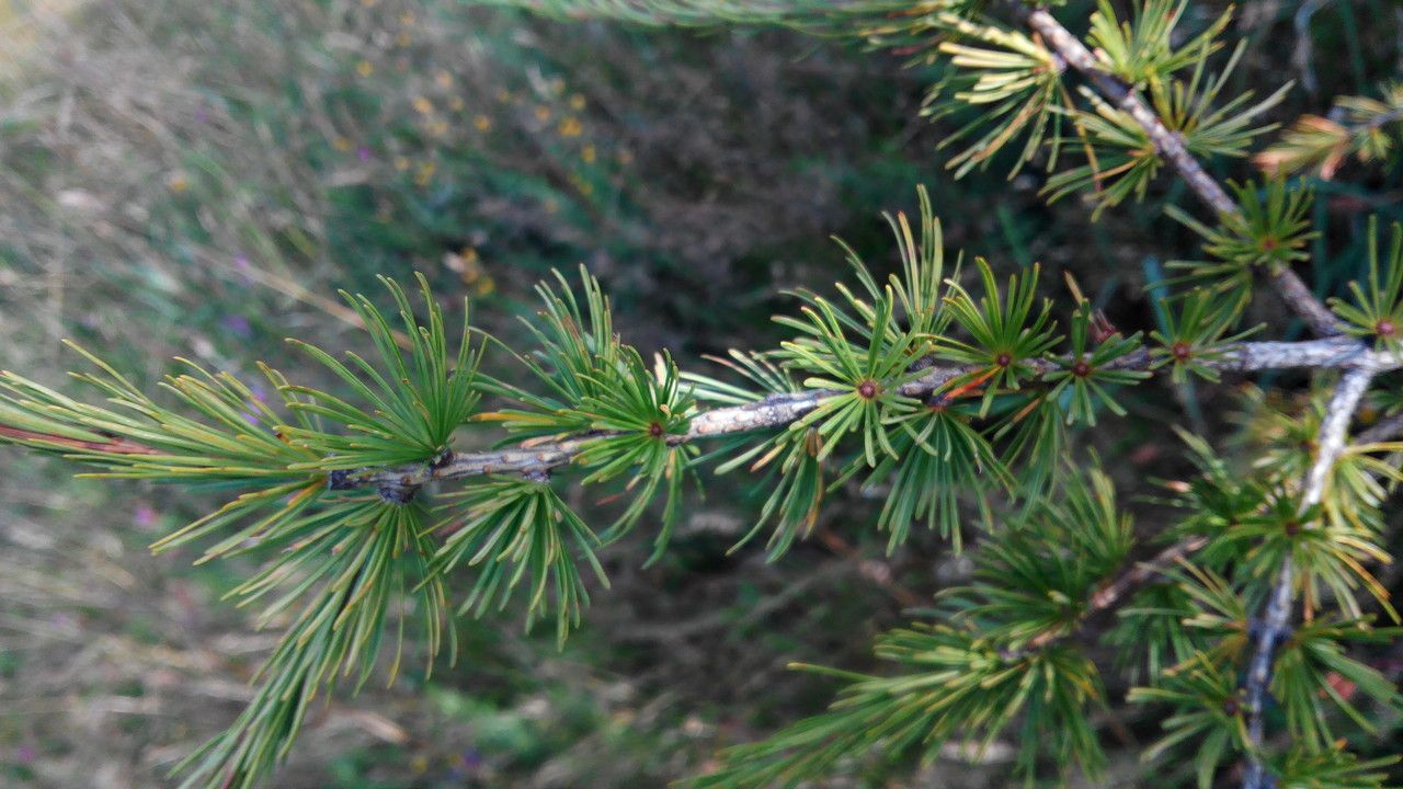 Larix × marschlinsii — search result for 'Larix'