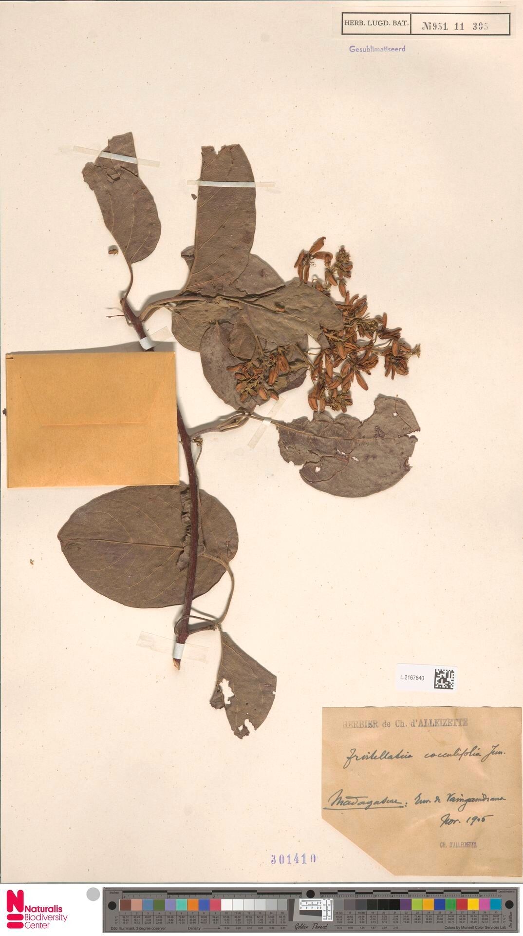 Tristellateia bojeriana — related species from the same genus