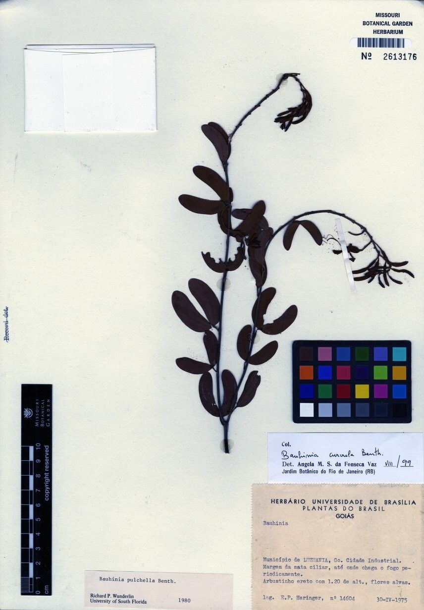 Bauhinia curvula — houseplant care guide