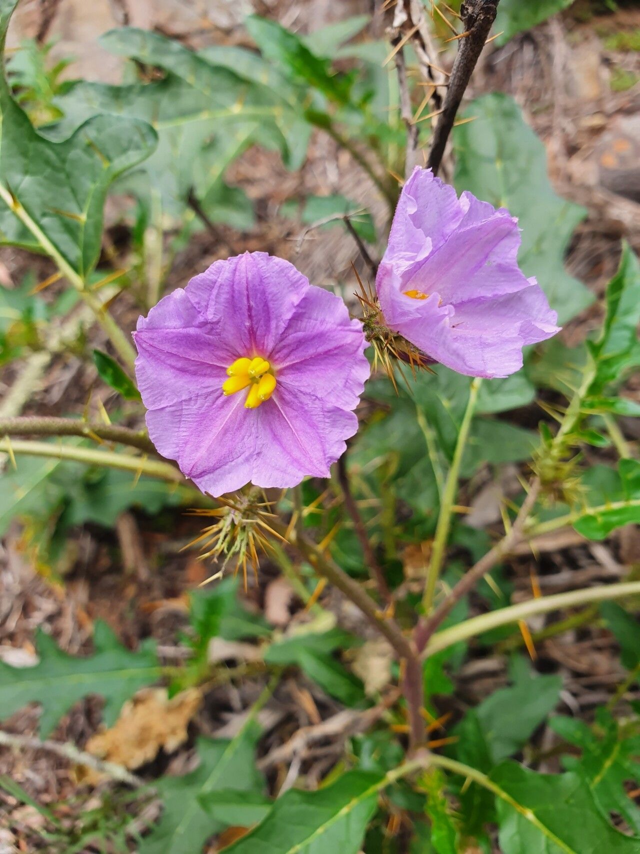 Solanum cinereum flower