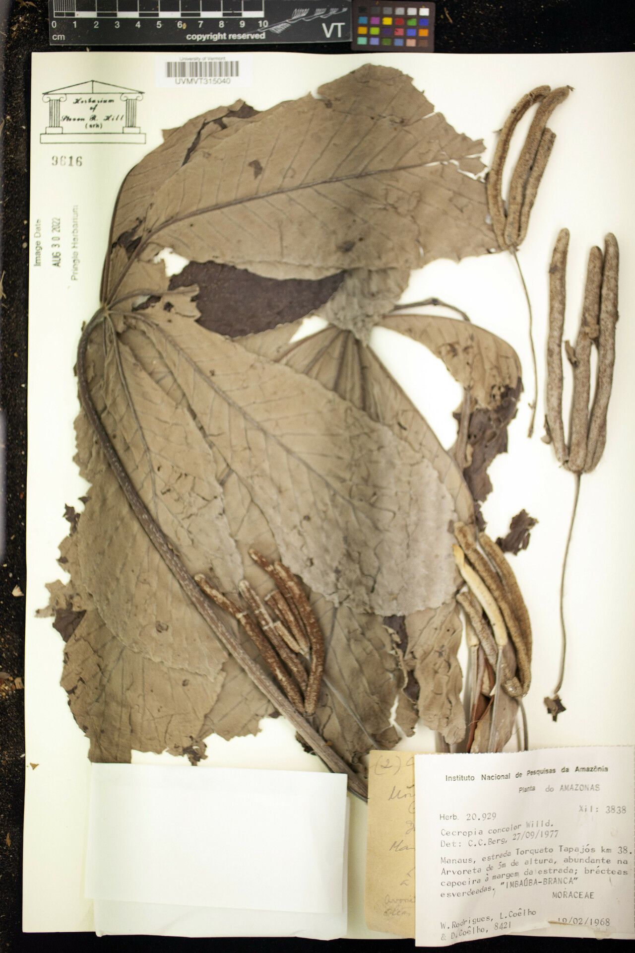 Cecropia concolor other