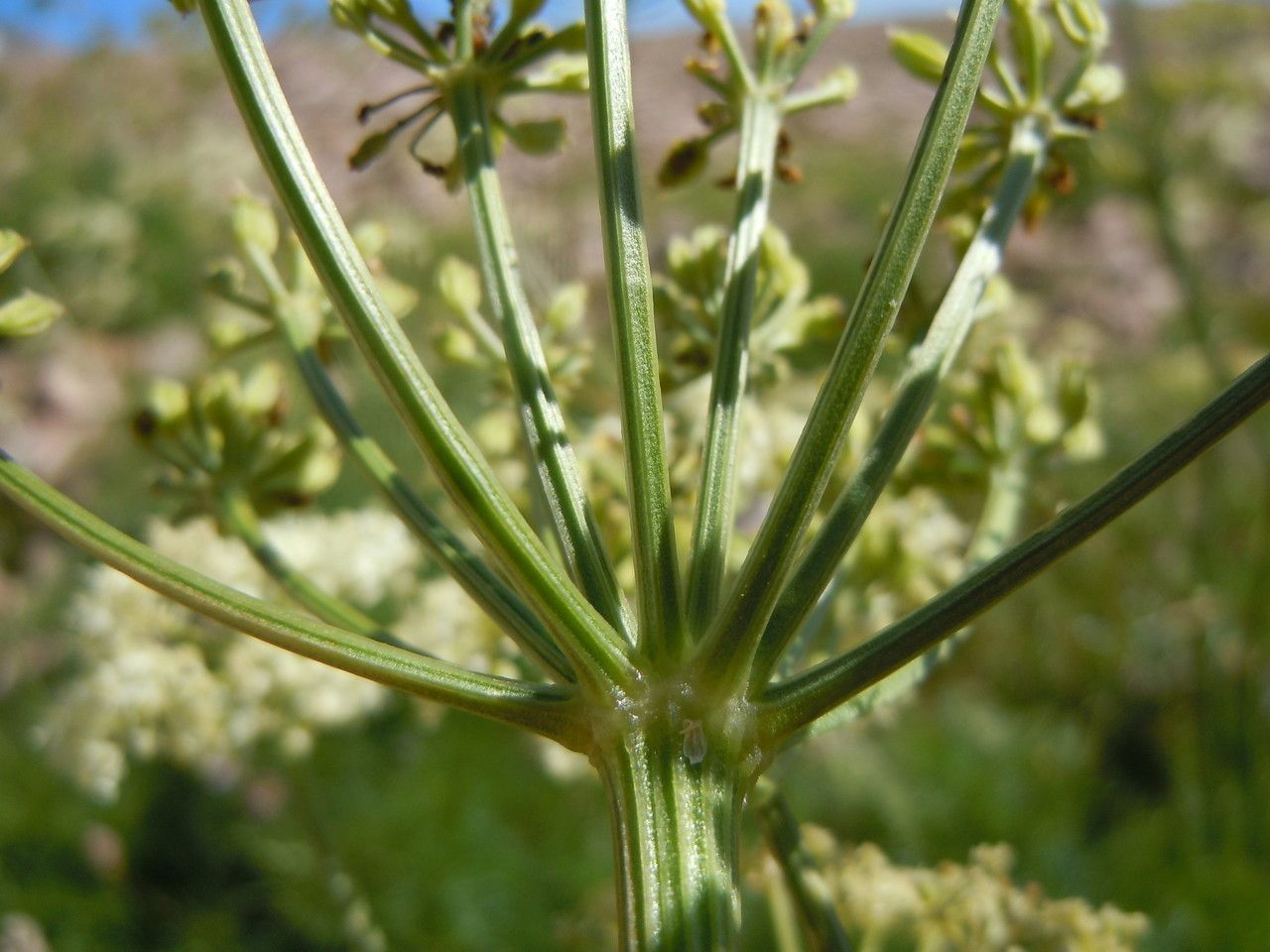 Ligusticum filicinum flower