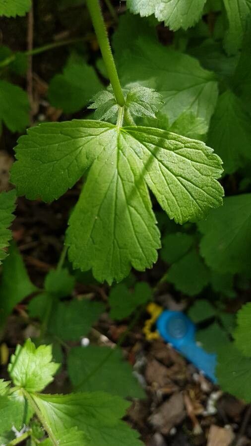 Geum x intermedium — search result for 'Geum'