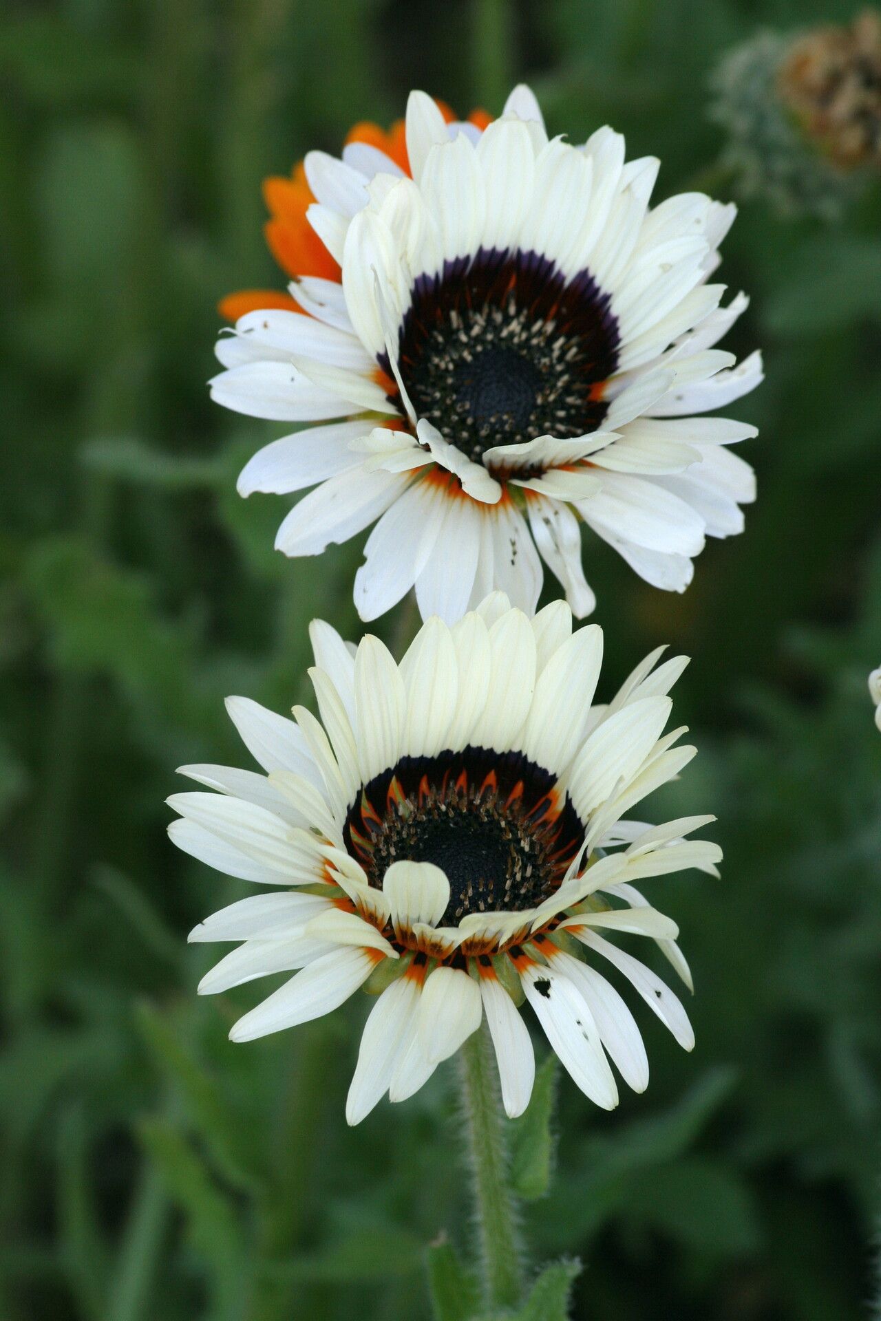 Arctotis fastuosa — search result for 'Namibia'