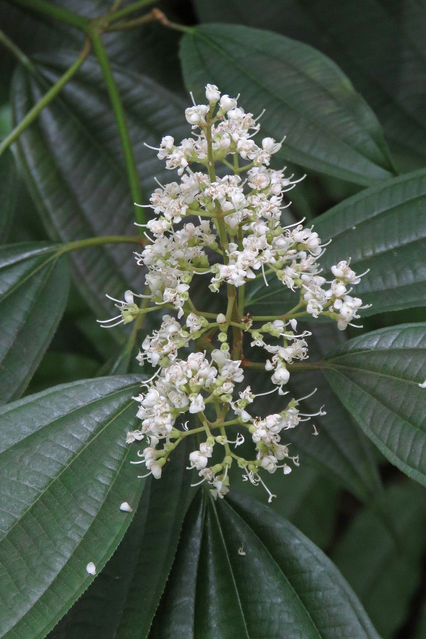 Miconia laevigata flower
