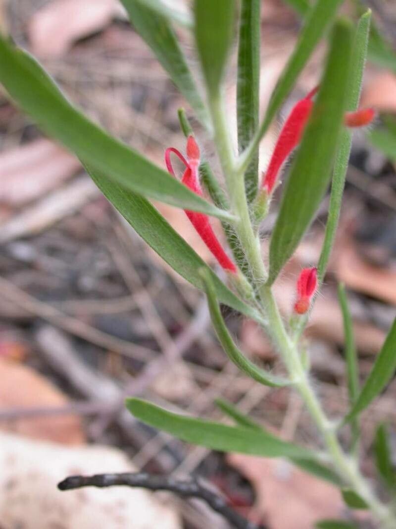 Adenanthos barbigerus — related species from the same genus