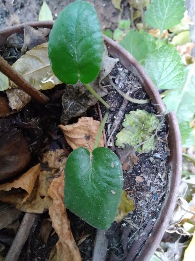 Dorstenia brasiliensis — search result for 'Moraceae'