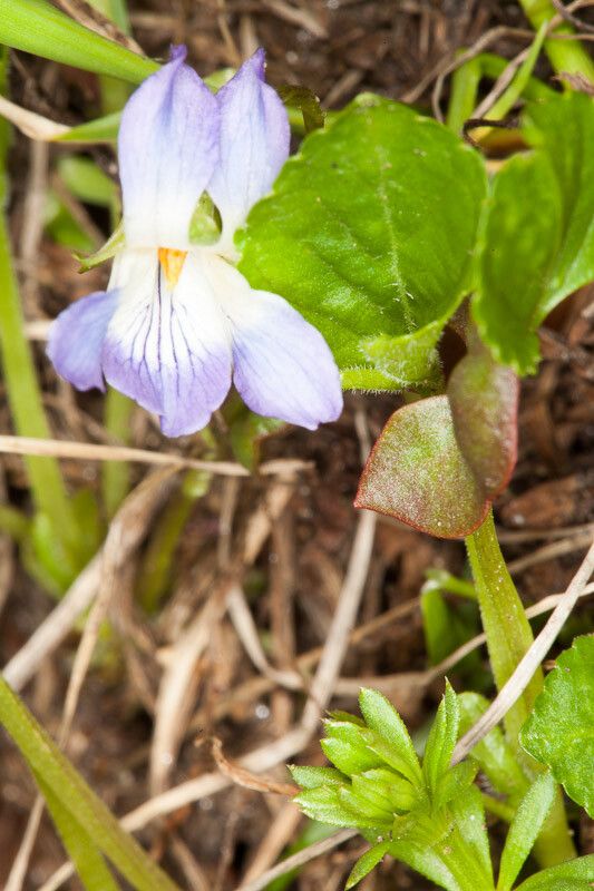 Viola collina flower