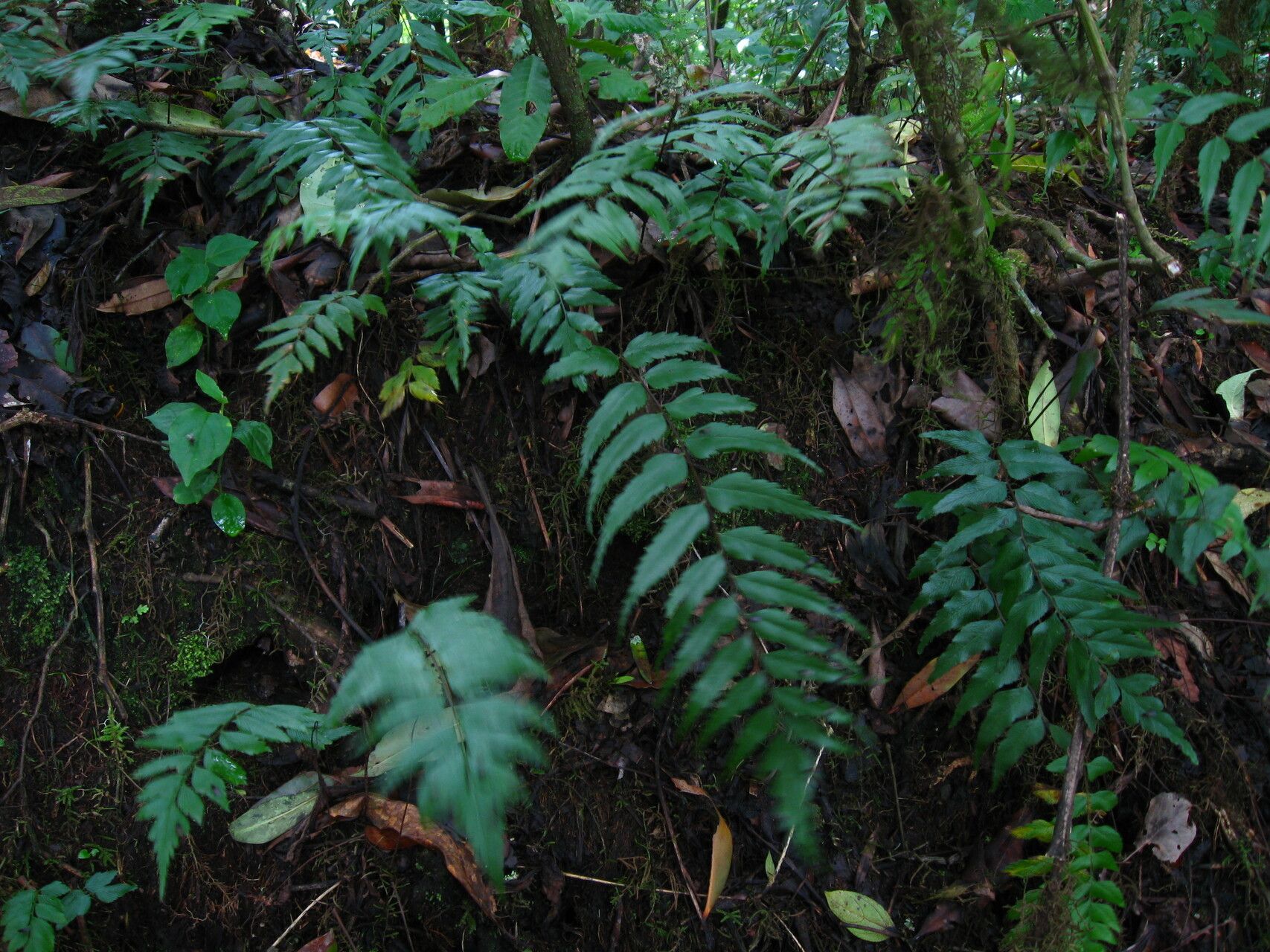 Asplenium friesiorum habit