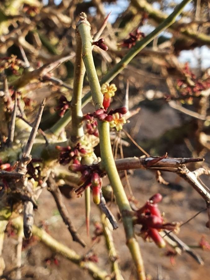 Commiphora schimperi flower