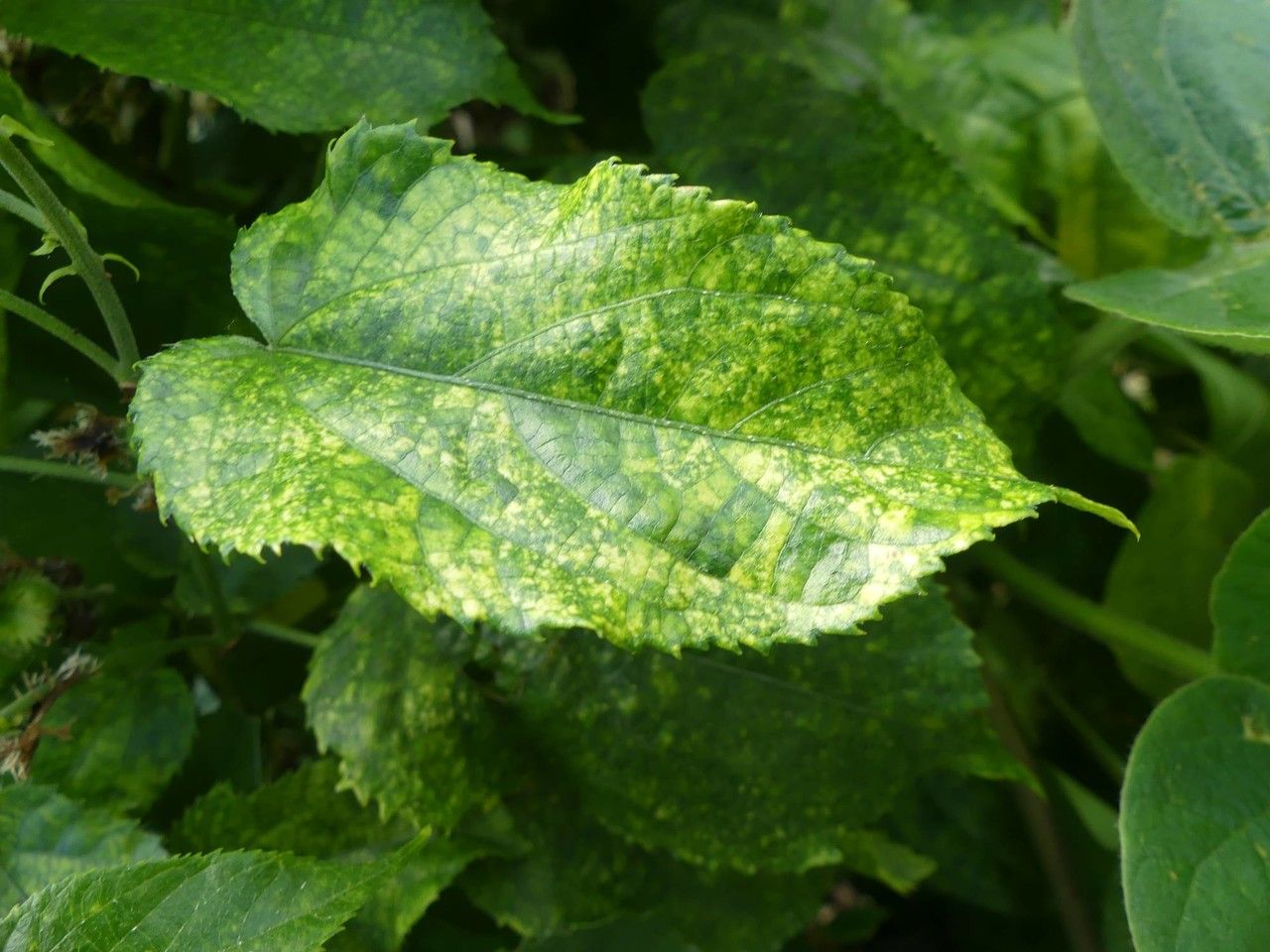 Tragia furialis leaf