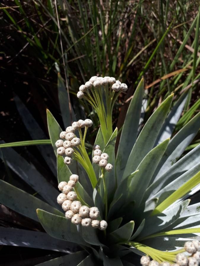 Paepalanthus bromelioides flower