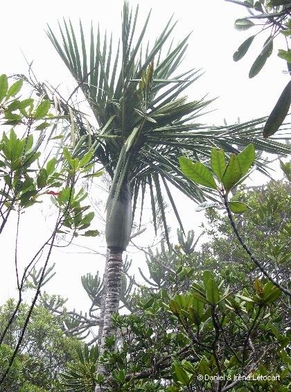 Basselinia porphyrea habit