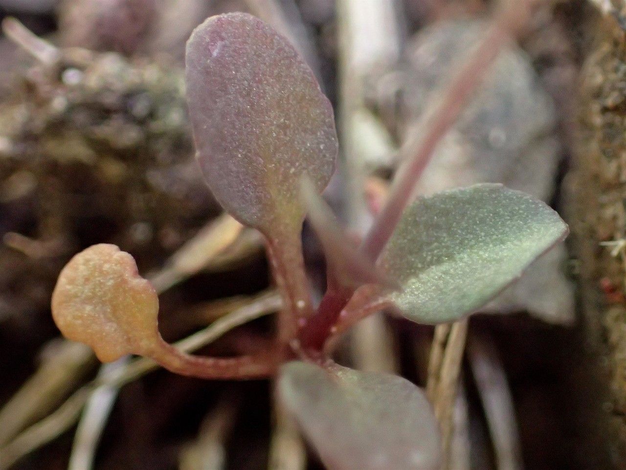 Thlaspi perfoliatum fruit