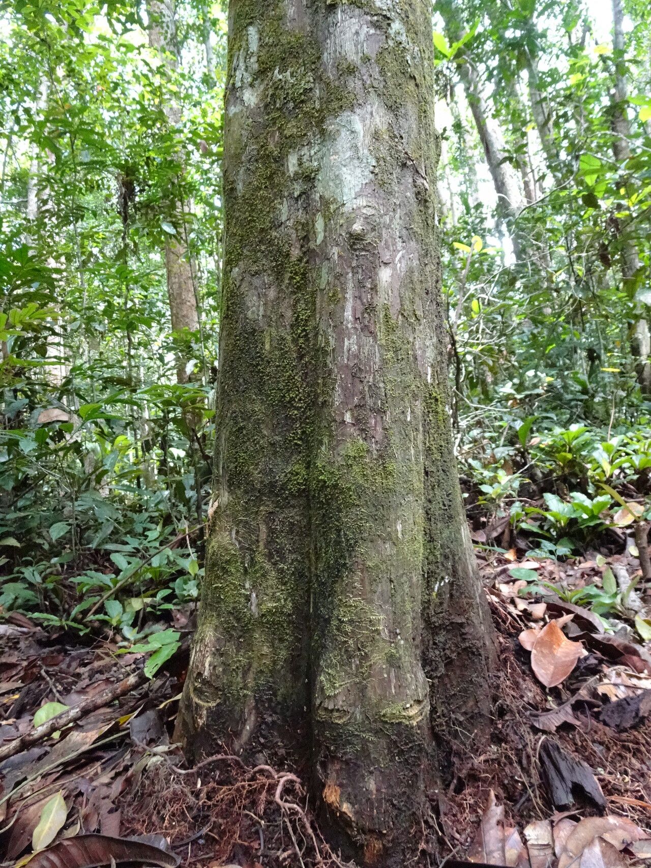 Tapura africana bark