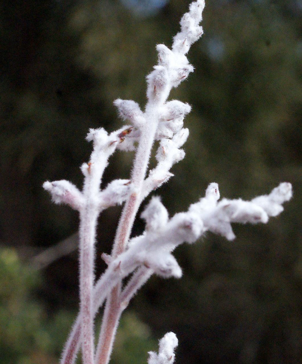 Conospermum stoechadis flower