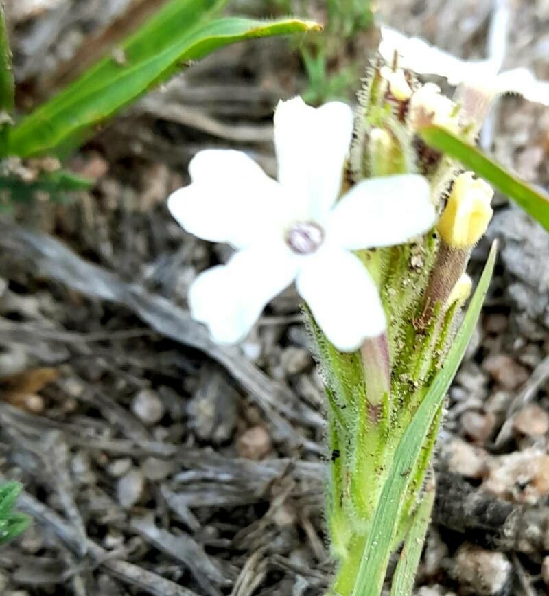 Verbena platensis flower