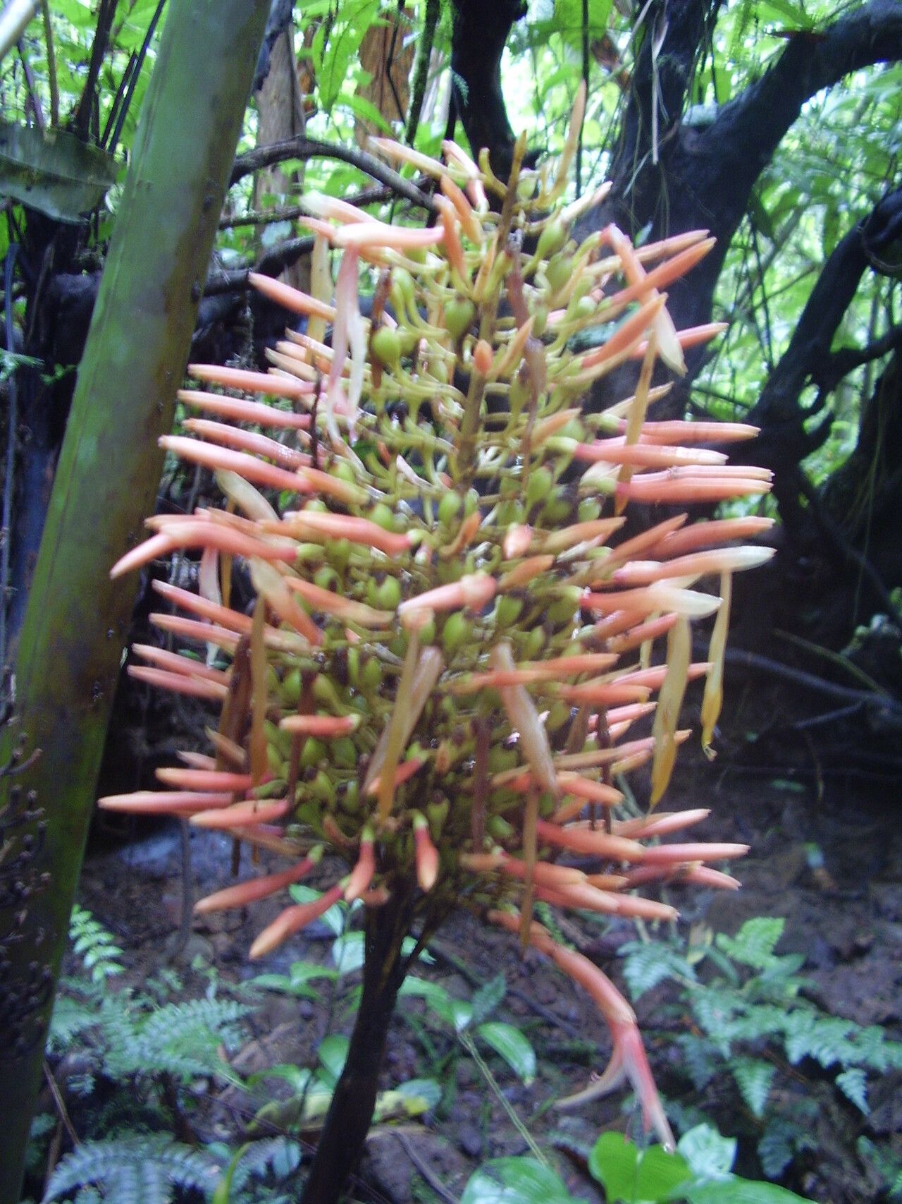 Renealmia sancti-thomae flower