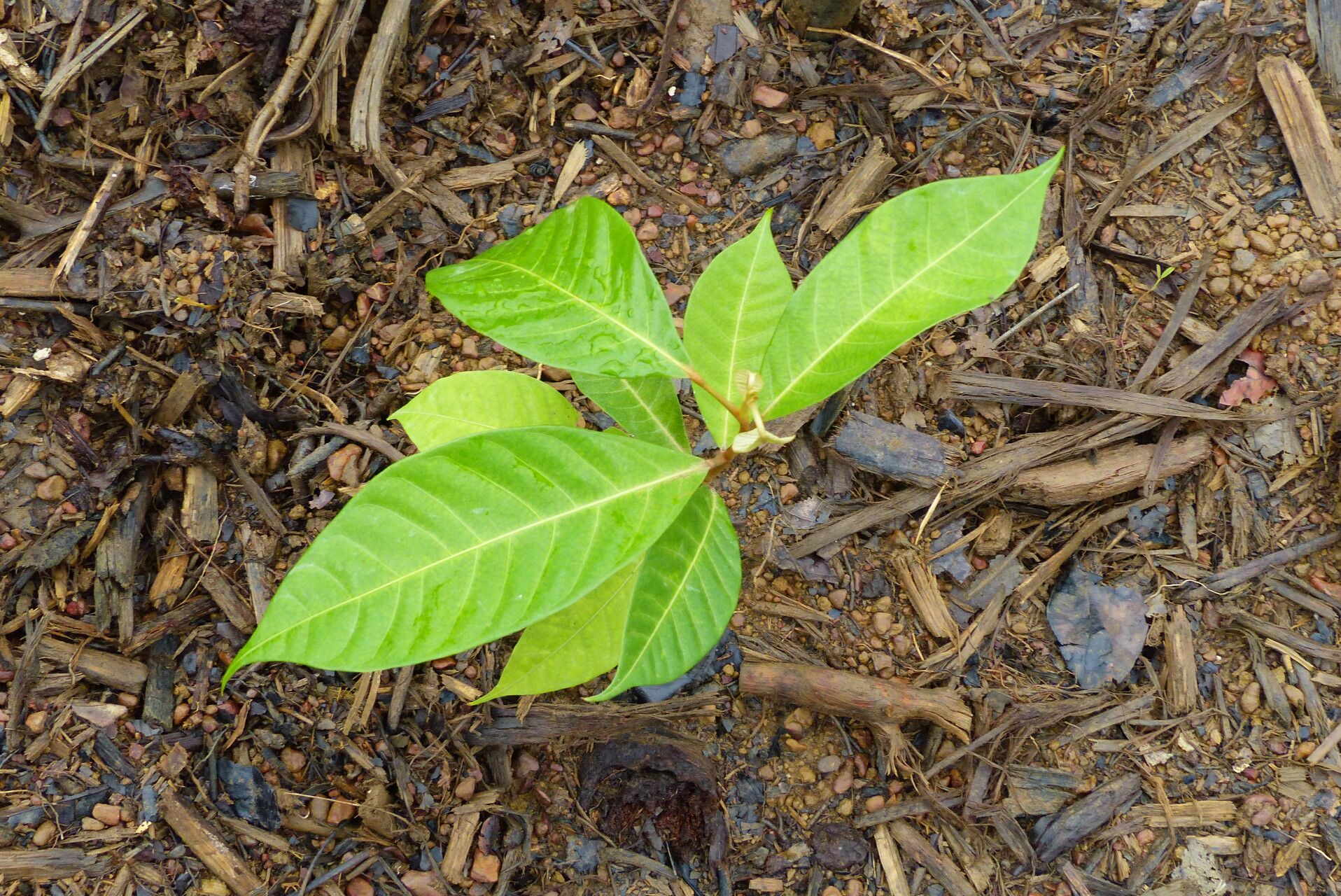 Heritiera utilis leaf
